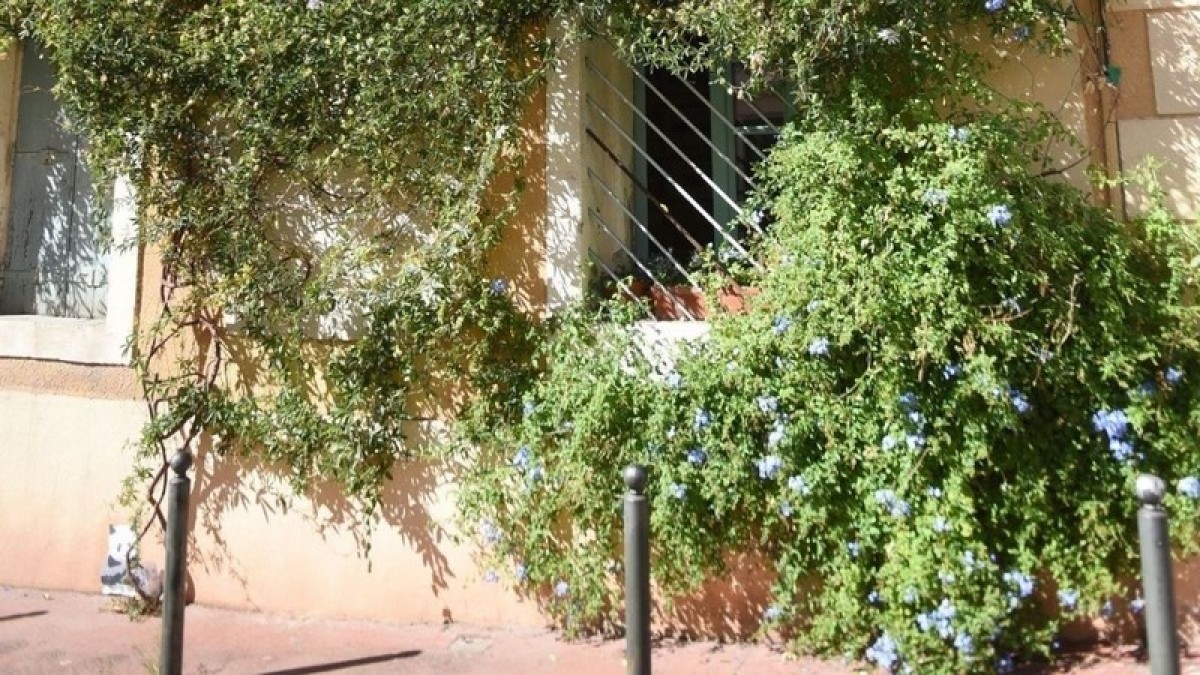Si tout se passe comme prévu, d'ici quelques années, les façades de Montpellier devraient fleurir de toutes parts Si tout se passe comme prévu, d'ici quelques années, les façades de Montpellier devraient fleurir de toutes parts