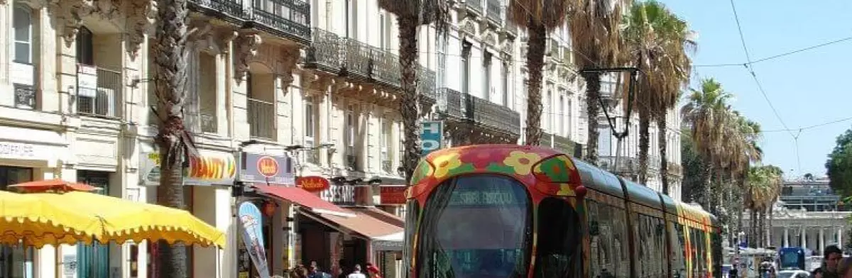 Les palmiers le long de la rue de la Maguelone, qui conduit à la gare Les palmiers le long de la rue de la Maguelone, qui conduit à la gare