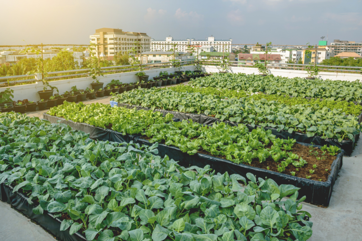 Agriparc Montpellier – Un potager sur le toit d’un immeuble