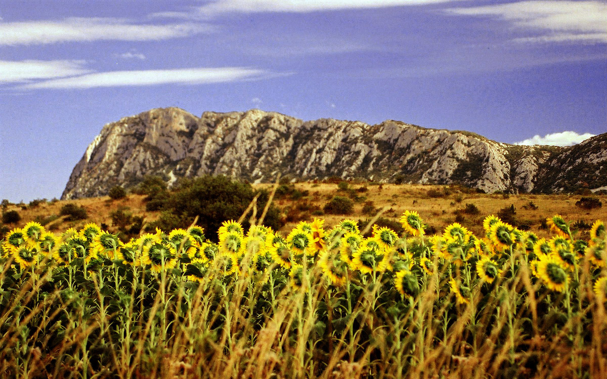 Culture montpelliéraine - vue sur le Pic Saint-Loup