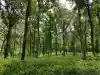 Forêt avec arbres hauts et fougères
