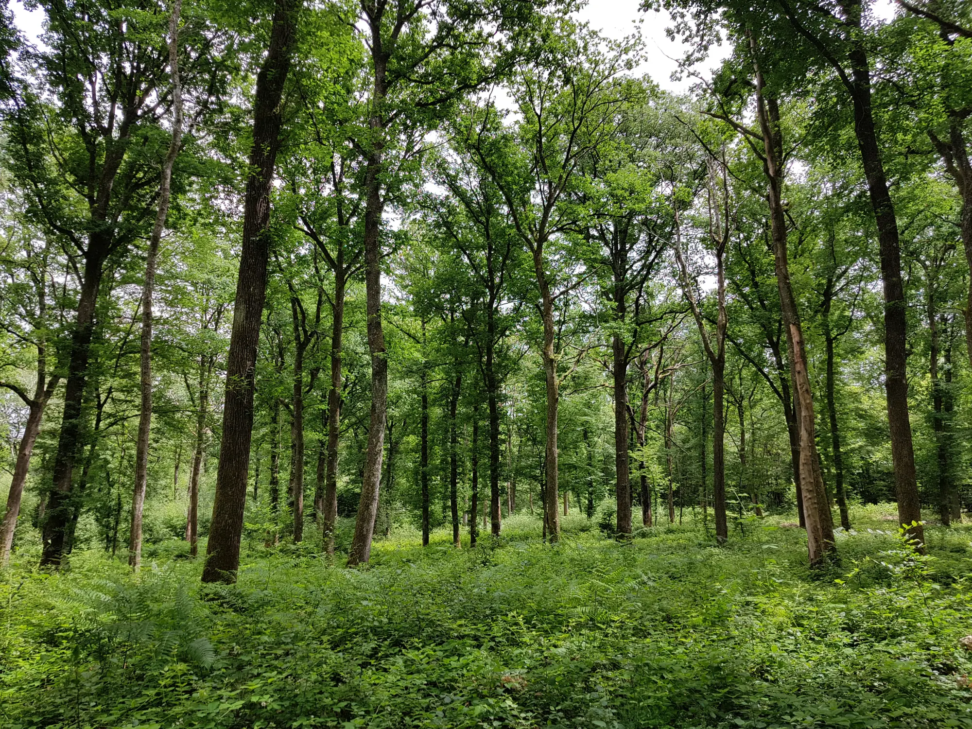 Forêt avec arbres hauts et fougères