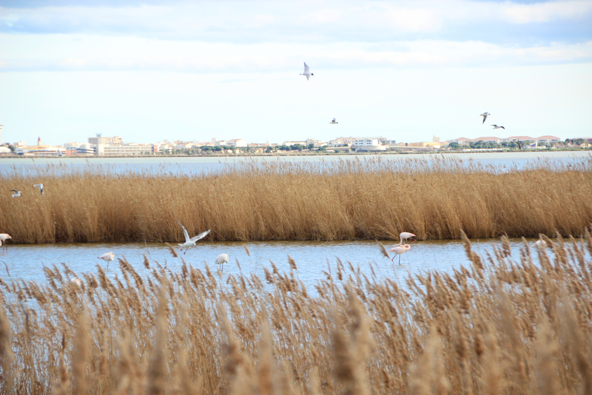 Où habiter à Montpellier – Flamants roses sur l’étang du Méjean à Lattes - 