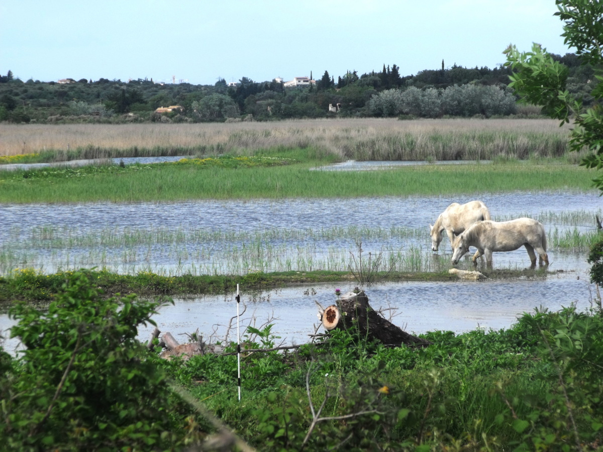 Où habiter à Montpellier – Vue d’un étang dans la réserve naturelle de l’Estagnol