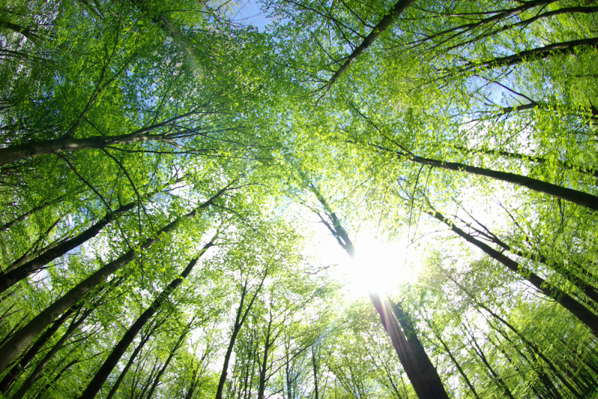 Les arbres et la forêt sont nos alliés principaux pour limiter les émissions de GES label bas carbone – une forêt sous le soleil