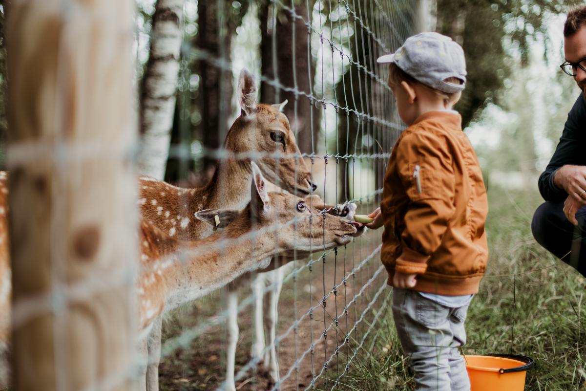 Vivre à Montpellier en famille – Un enfant donnant à manger à des animaux