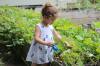 Agriparc Montpellier – Une petite fille arrose des plantes