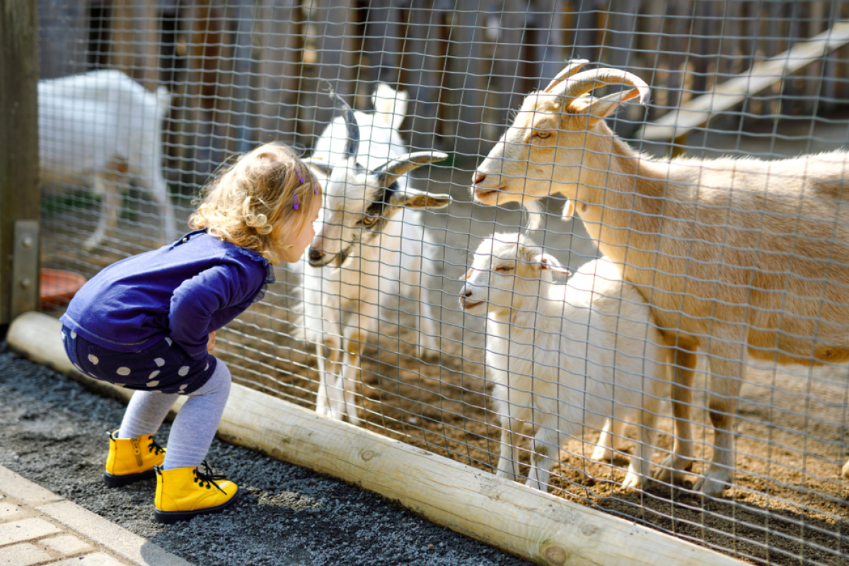 Les activités à faire en famille dans le quartier Hôpitaux-Facultés Quartier Hôpitaux-Facultés Montpellier – Une petite fille au zoo devant l’enclos des chèvres