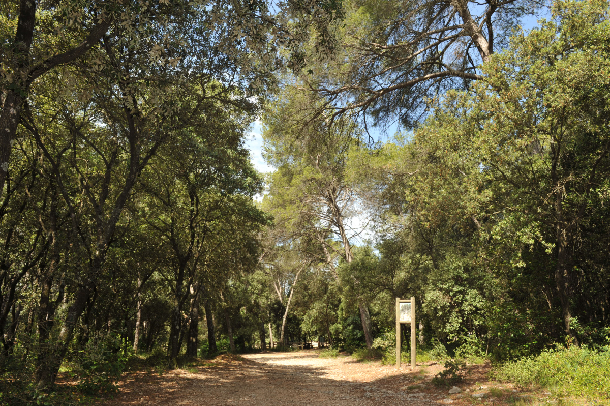 Loi Pinel Clapiers – la forêt de Clapiers