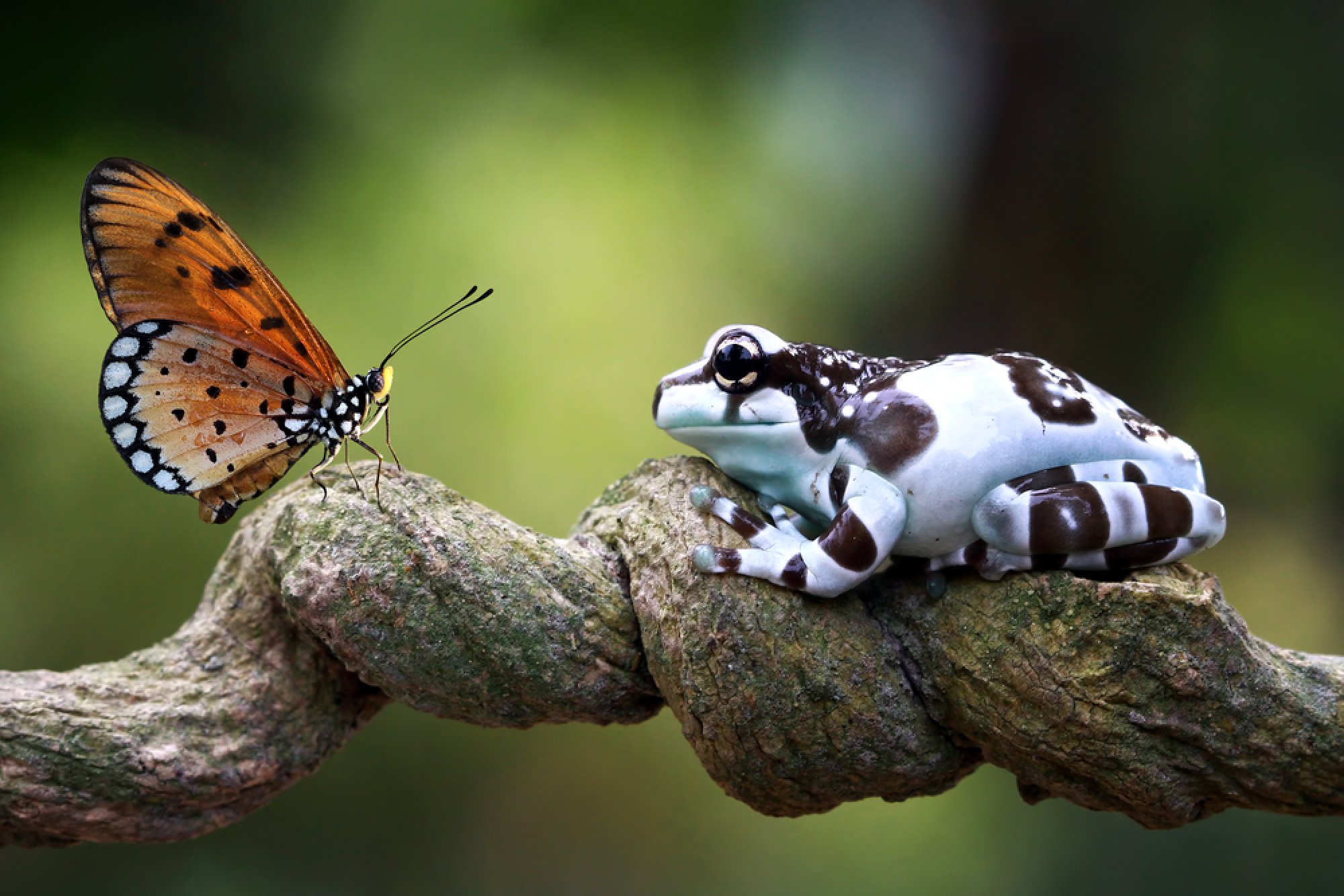 Grenouille laitière amazonienne et papillon sur branche