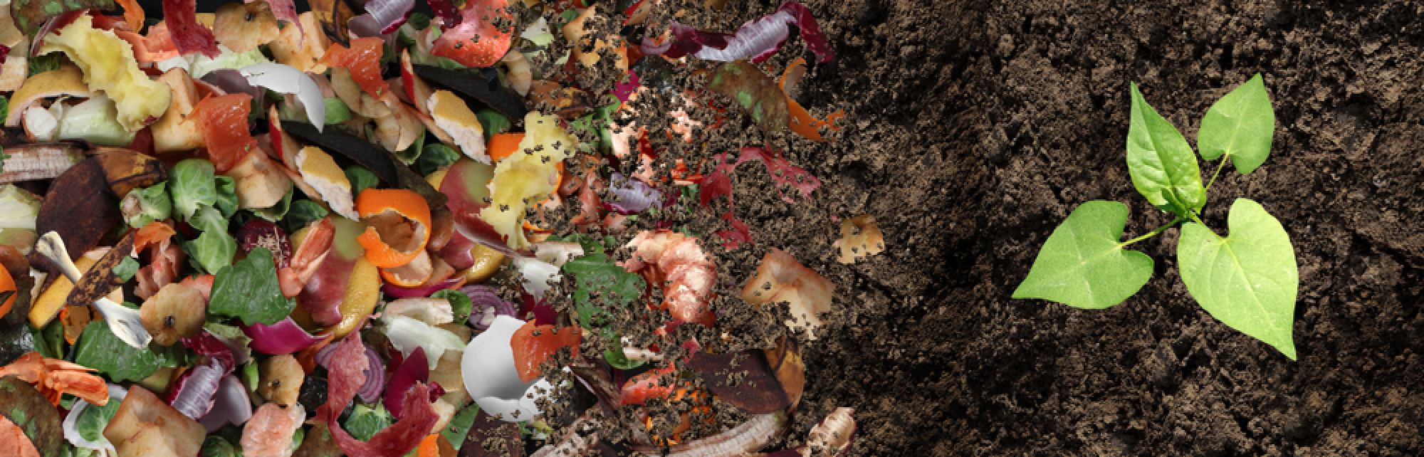 Des déchets de compost à côté d’une pile d’engrais sur laquelle pousse une plante