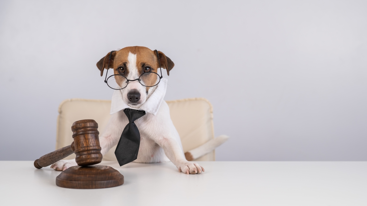 Il ne faut pas perdre de temps pour engager la procédure légale en cas de malfaçon dans un appartement neuf malfacon appartement neuf – un chien avec des lunettes, une cravate, assis sur un fauteuil avec un marteau de juge devant les pattes