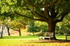Un parc ensoleillé avec un banc sous un arbre