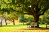 Un parc ensoleillé avec un banc sous un arbre