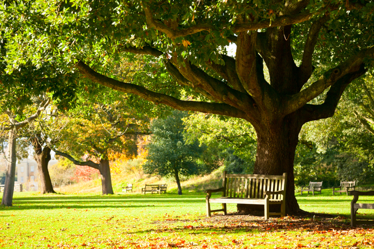 Un parc ensoleillé avec un banc sous un arbre